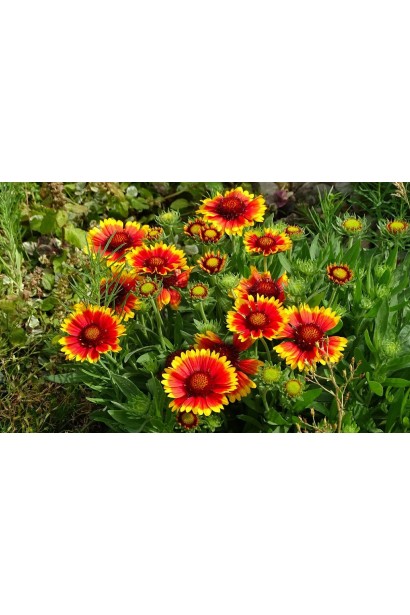 Gaillardia grandiflora ’Arizona Sun’